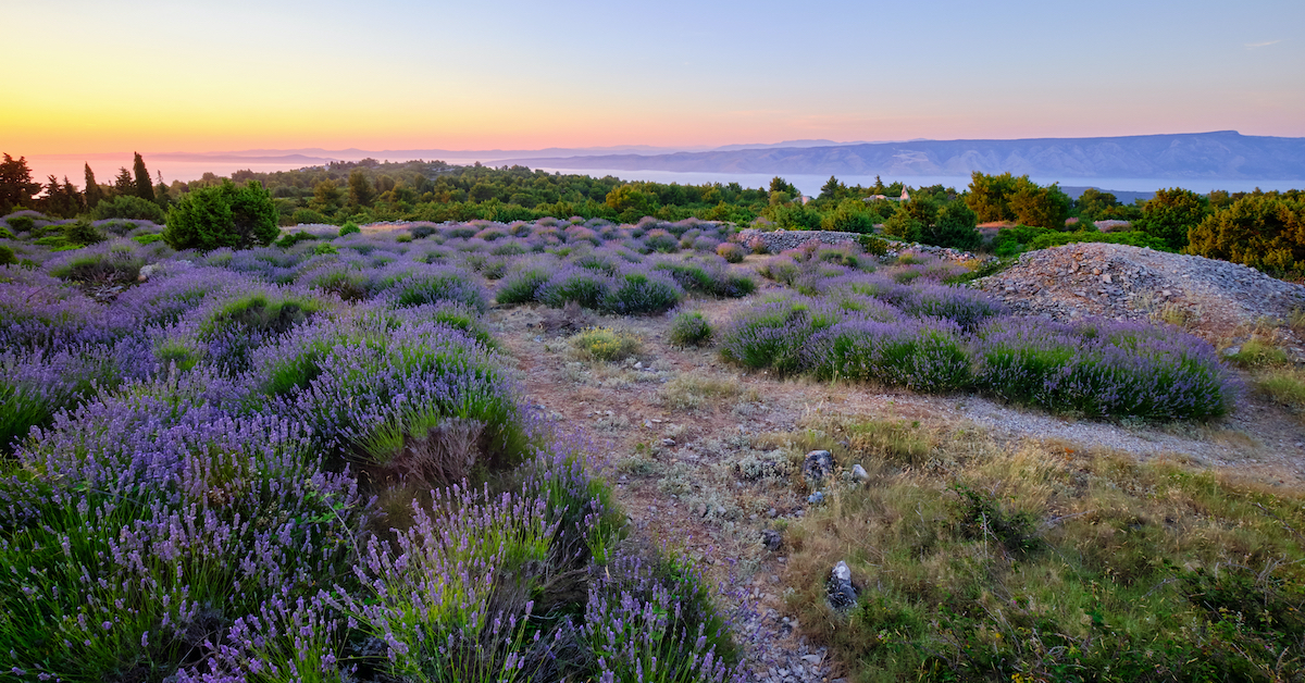 Lavender Fields